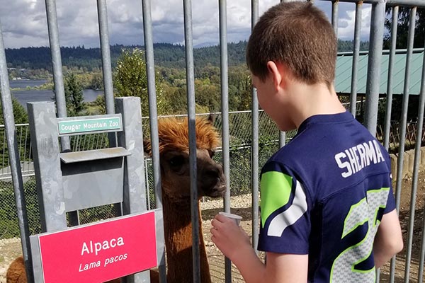 Gersh Academy Student Feeding an Alpaca at the Cougar Mountain Zoo